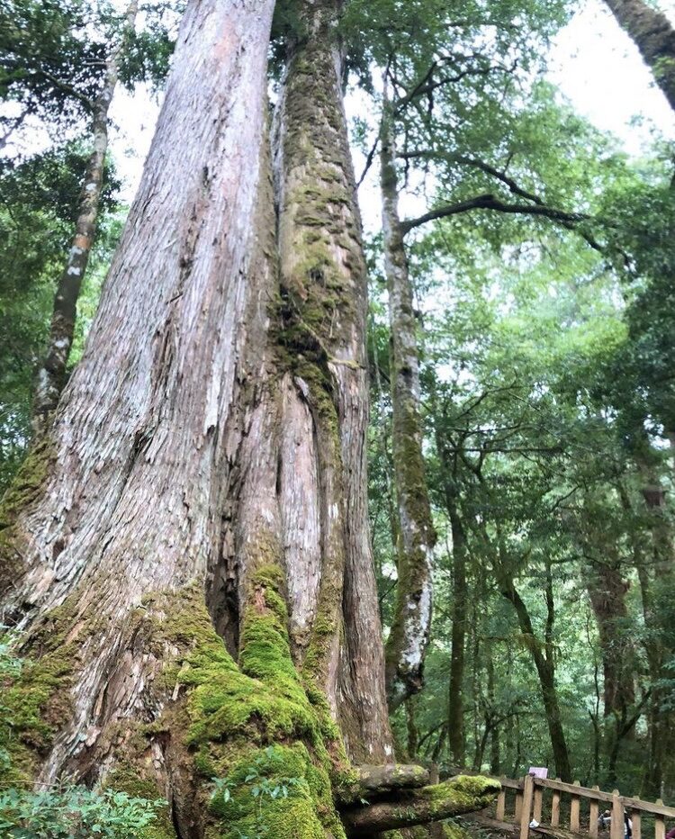 2025司馬庫斯必訪景點｜避開人群的秘境之旅