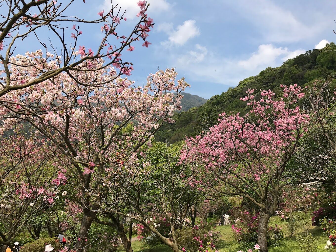 陽明山國家公園周邊必遊景點推薦|旅遊達人的祕密行程曝光
