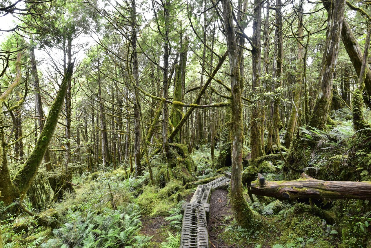 探索太平山的魅力｜必訪景點及交通指南