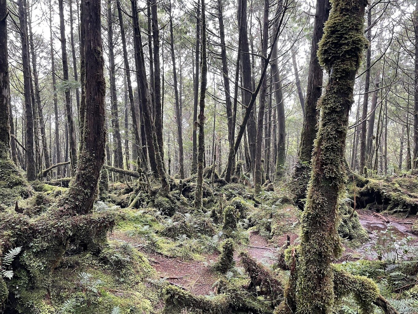 探索太平山的魅力｜必訪景點及交通指南