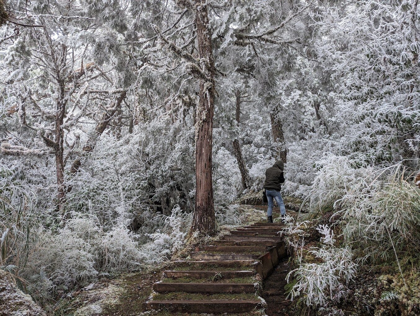 探索太平山的魅力｜必訪景點及交通指南