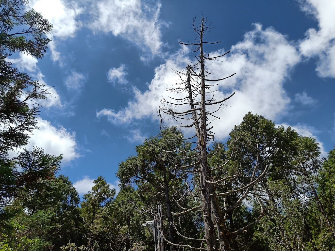 探索太平山的魅力｜必訪景點及交通指南