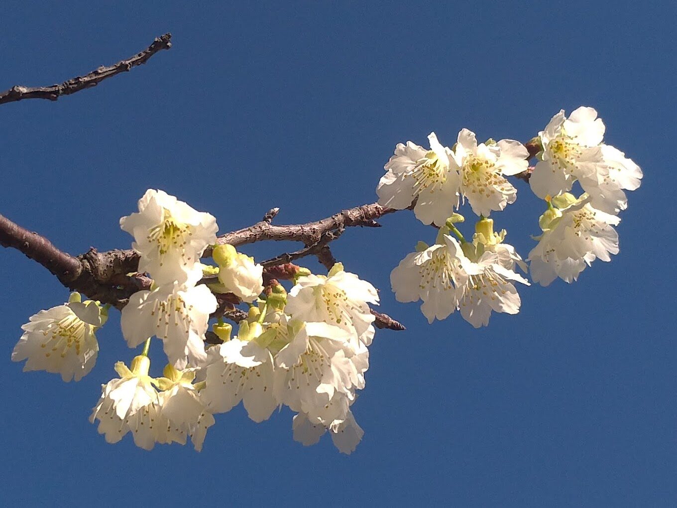 【2025】櫻花季必去的5大祕境|絕對不能錯過的景點推薦