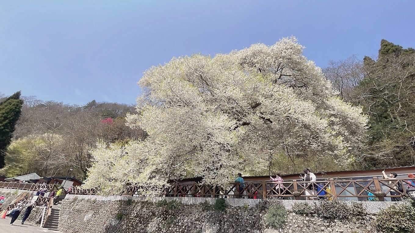 【2025】櫻花季必去的5大祕境|絕對不能錯過的景點推薦