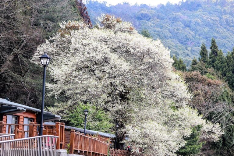 【2025】櫻花季必去的5大祕境｜絕對不能錯過的景點推薦