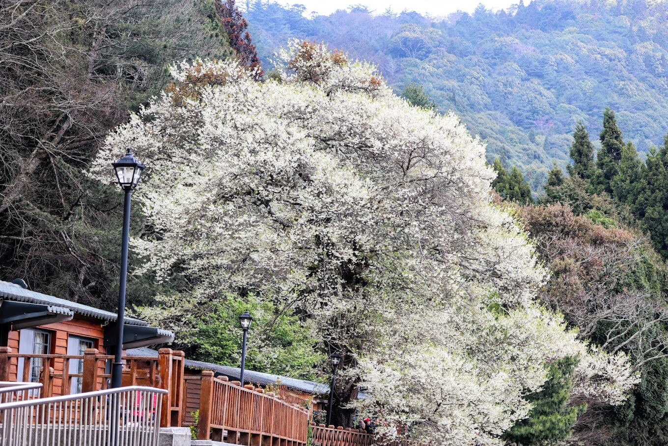 【2025】櫻花季必去的5大祕境|絕對不能錯過的景點推薦