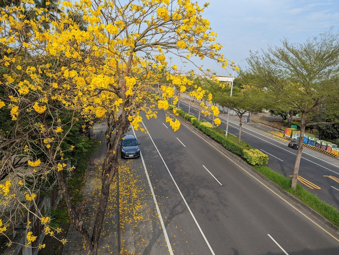 風鈴木季節限定：春季台灣4大夢幻賞花景點揭秘