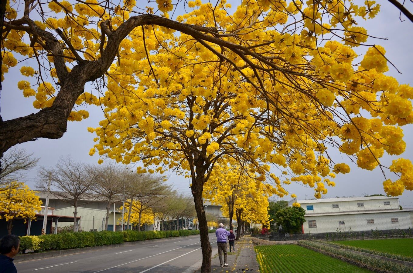 風鈴木季節限定：春季台灣4大夢幻賞花景點揭秘