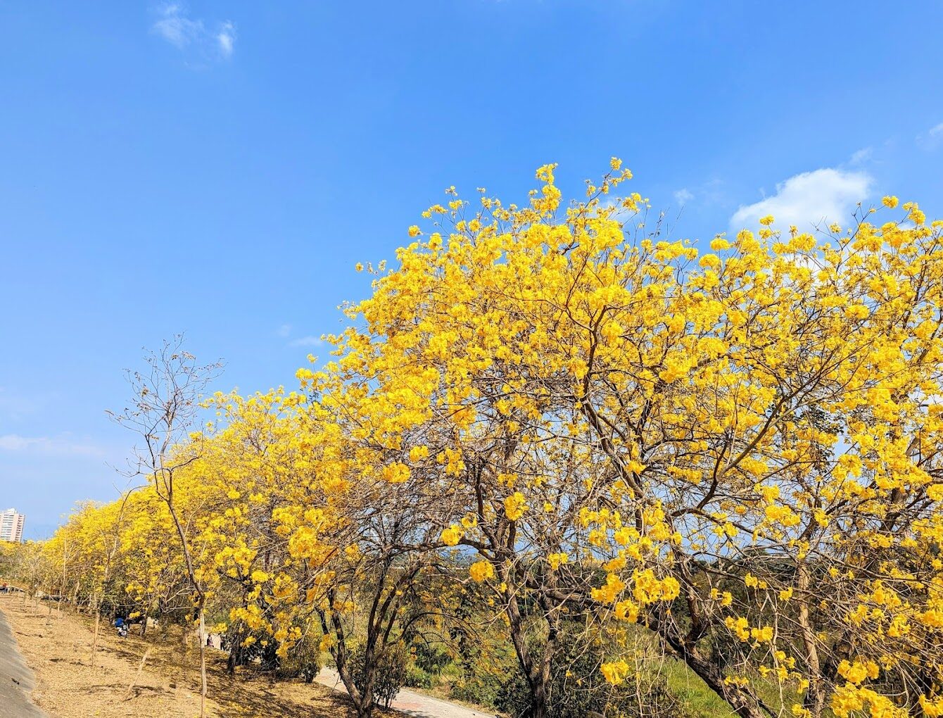 風鈴木季節限定：春季台灣4大夢幻賞花景點揭秘