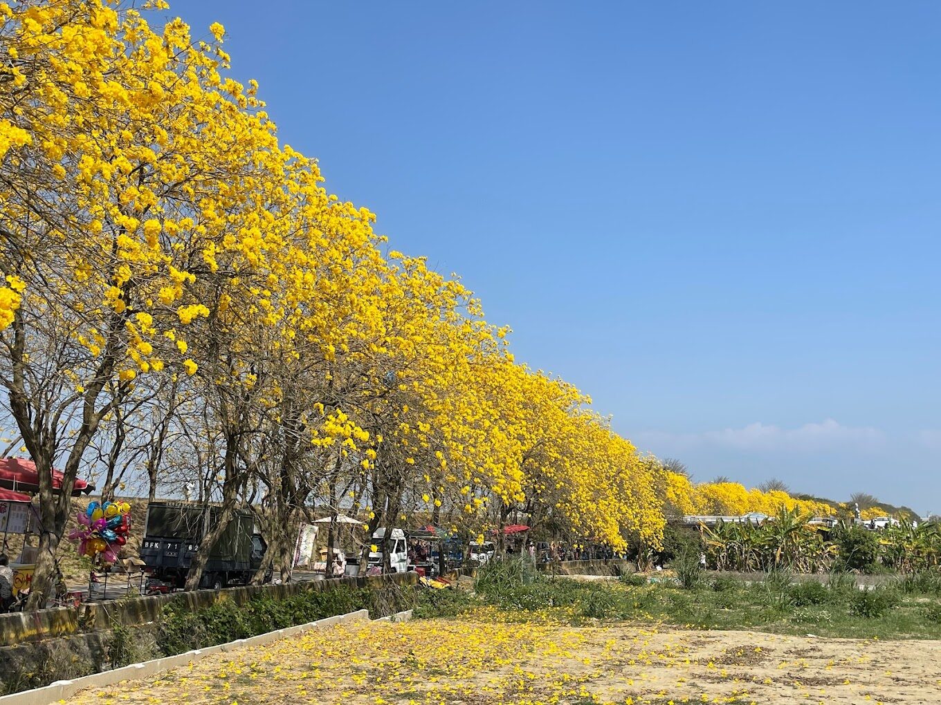 風鈴木季節限定：春季台灣4大夢幻賞花景點揭秘