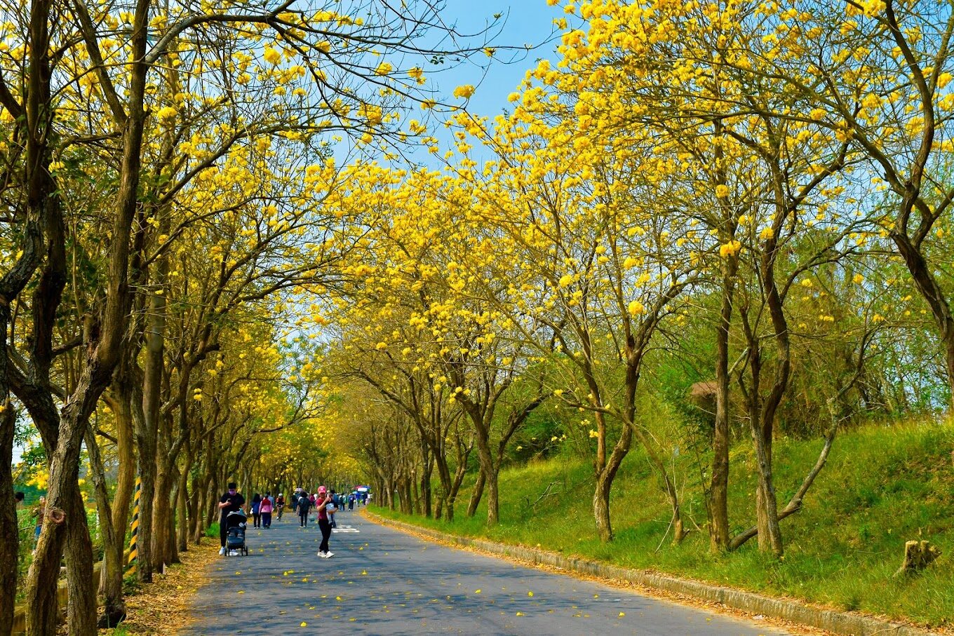 風鈴木季節限定：春季台灣4大夢幻賞花景點揭秘