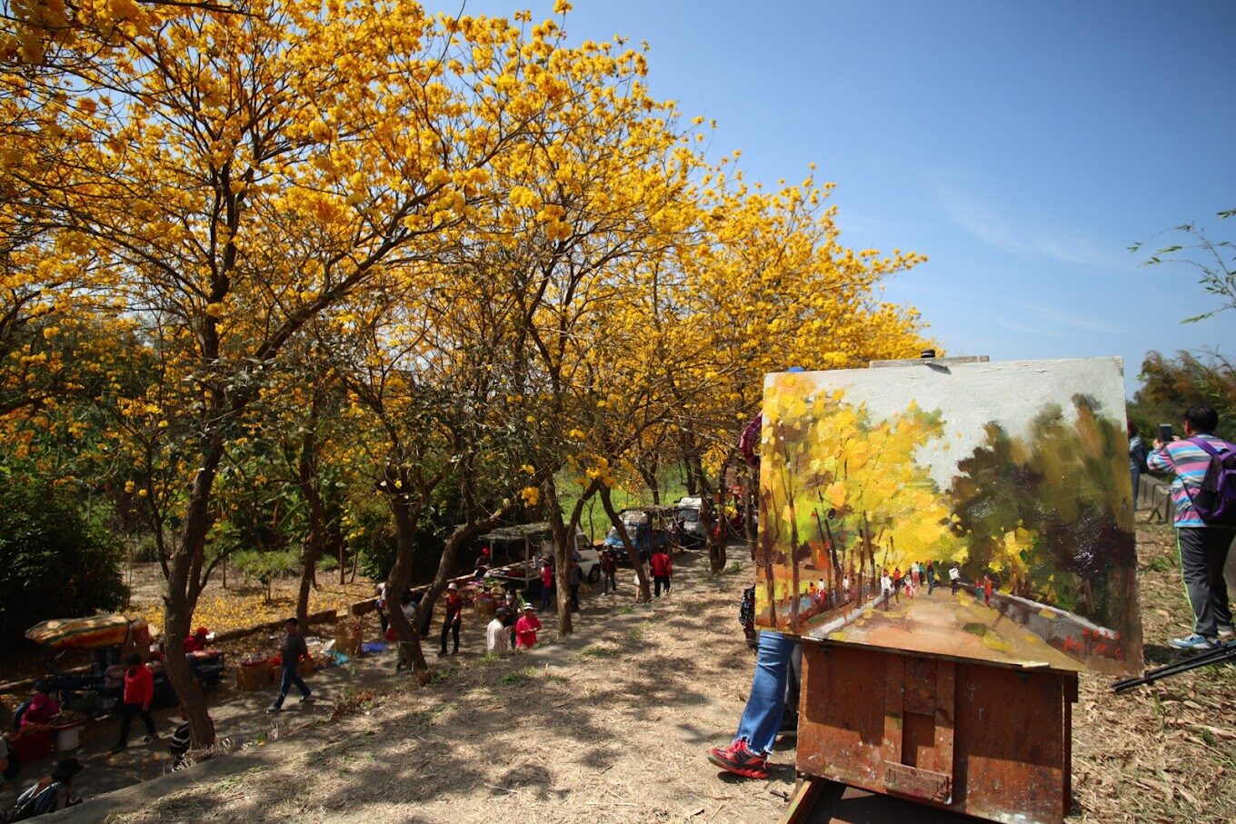 風鈴木季節限定：春季台灣4大夢幻賞花景點揭秘