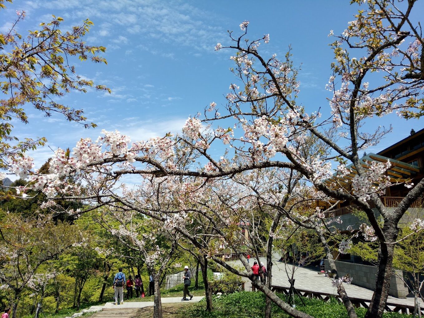 【2025】阿里山櫻花觀賞指南：必看景點與避開人潮的秘密