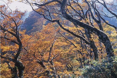 【2025】太平山莊旅遊攻略：避開人潮的秘密景點