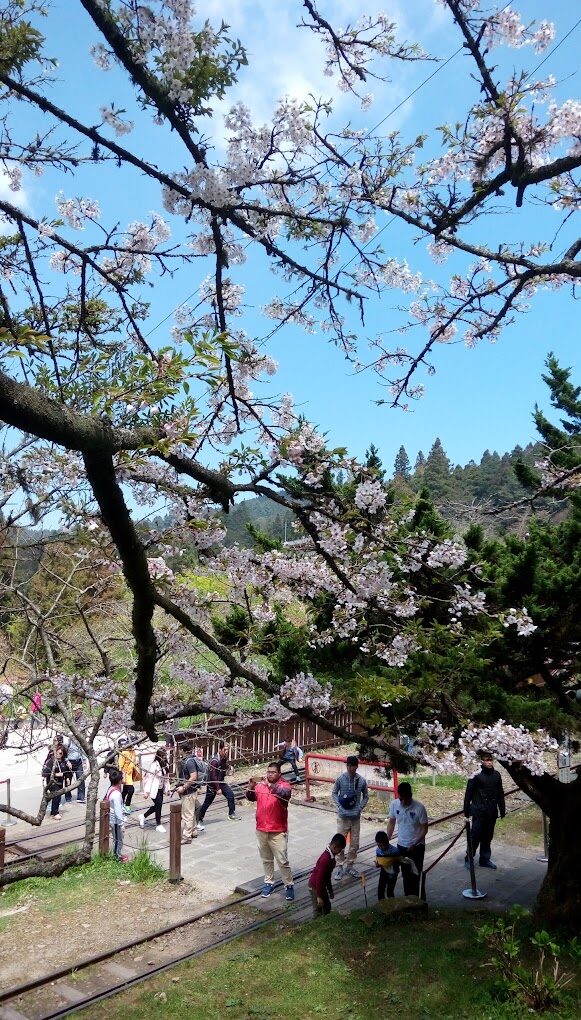 【2025】阿里山櫻花觀賞指南：必看景點與避開人潮的秘密