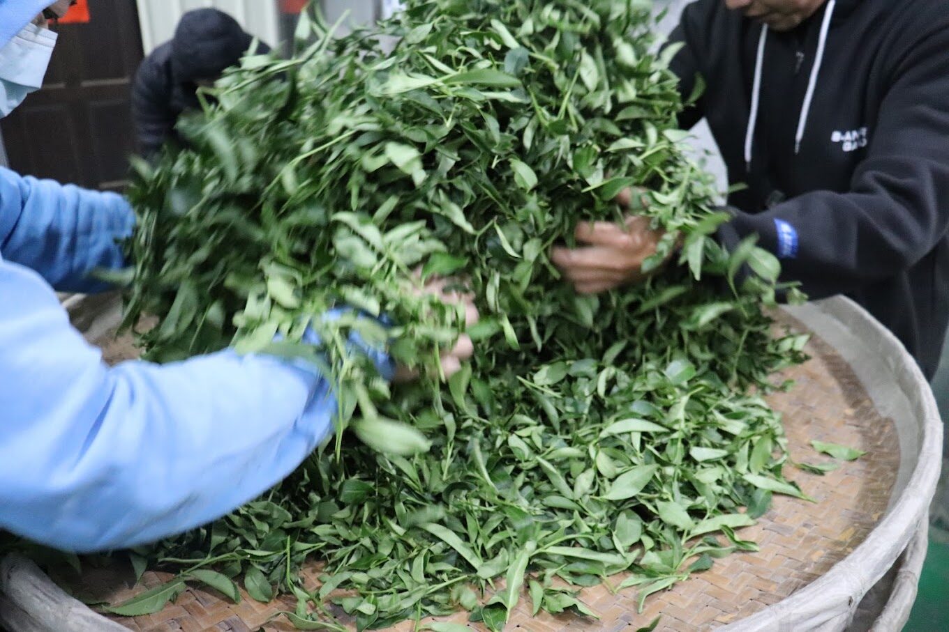福壽山農場必遊攻略｜景點及在地美食推薦