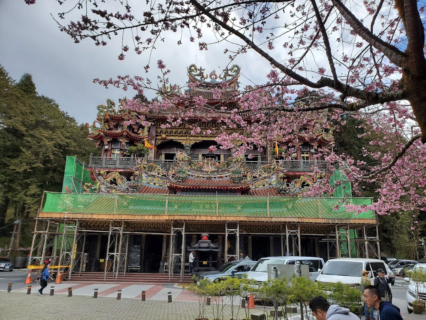 【2025】阿里山櫻花觀賞指南：必看景點與避開人潮的秘密