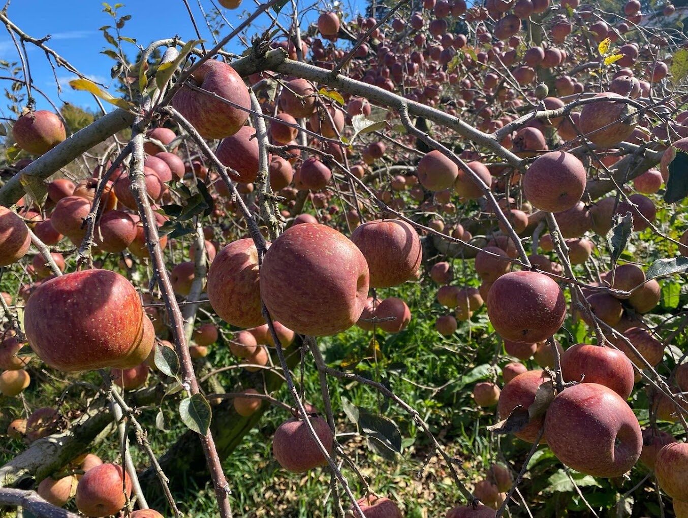 福壽山農場必遊攻略｜景點及在地美食推薦