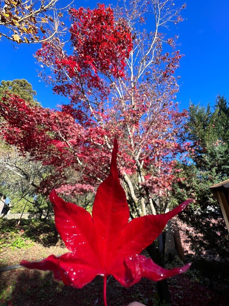 福壽山農場必遊攻略｜景點及在地美食推薦