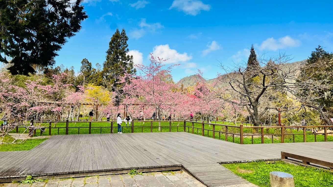 【2025】阿里山櫻花觀賞指南：必看景點與避開人潮的秘密