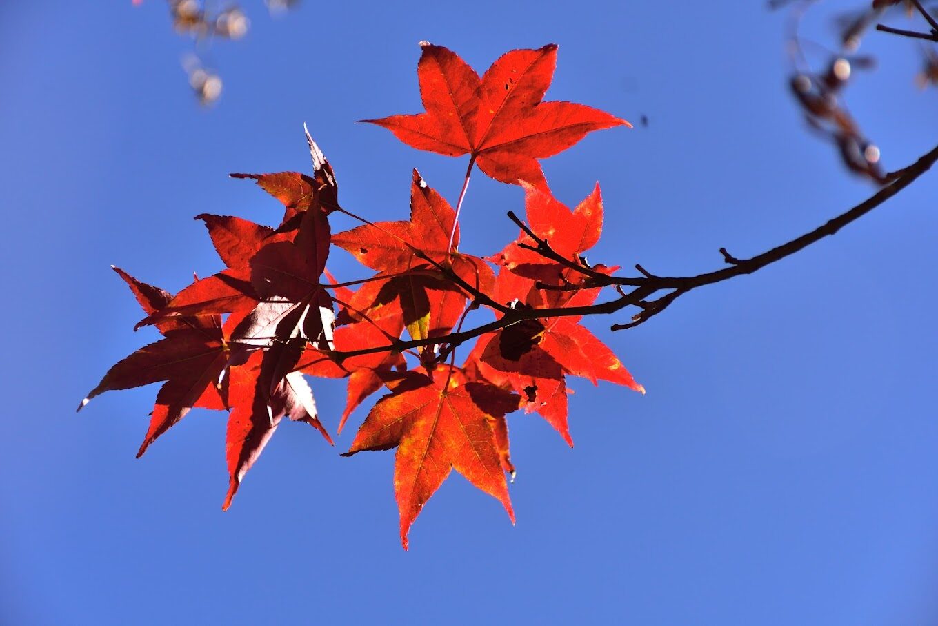 武陵農場必遊景點｜2025最新旅遊指南及美食推薦