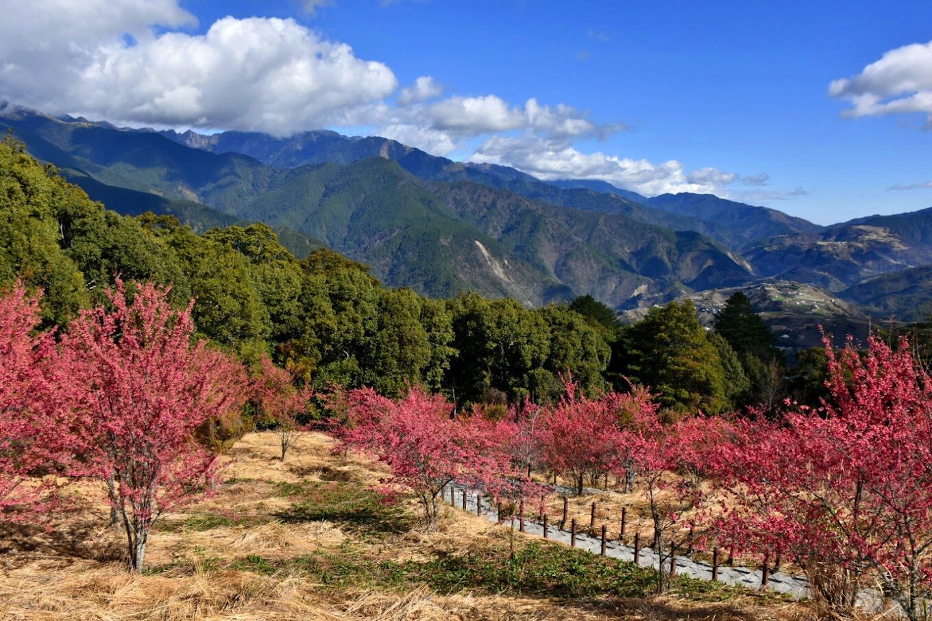 【2025】阿里山櫻花觀賞指南：必看景點與避開人潮的秘密