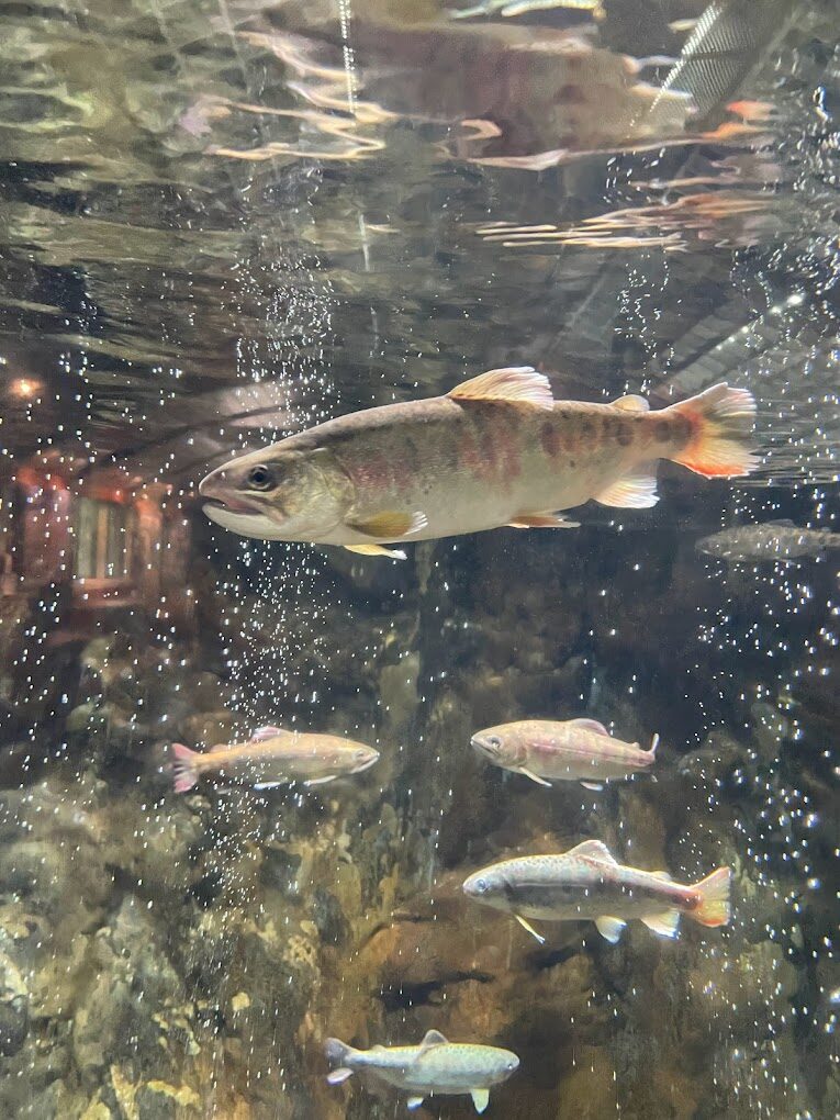 武陵農場必遊景點推薦｜遊客一定要打卡的自然美景
