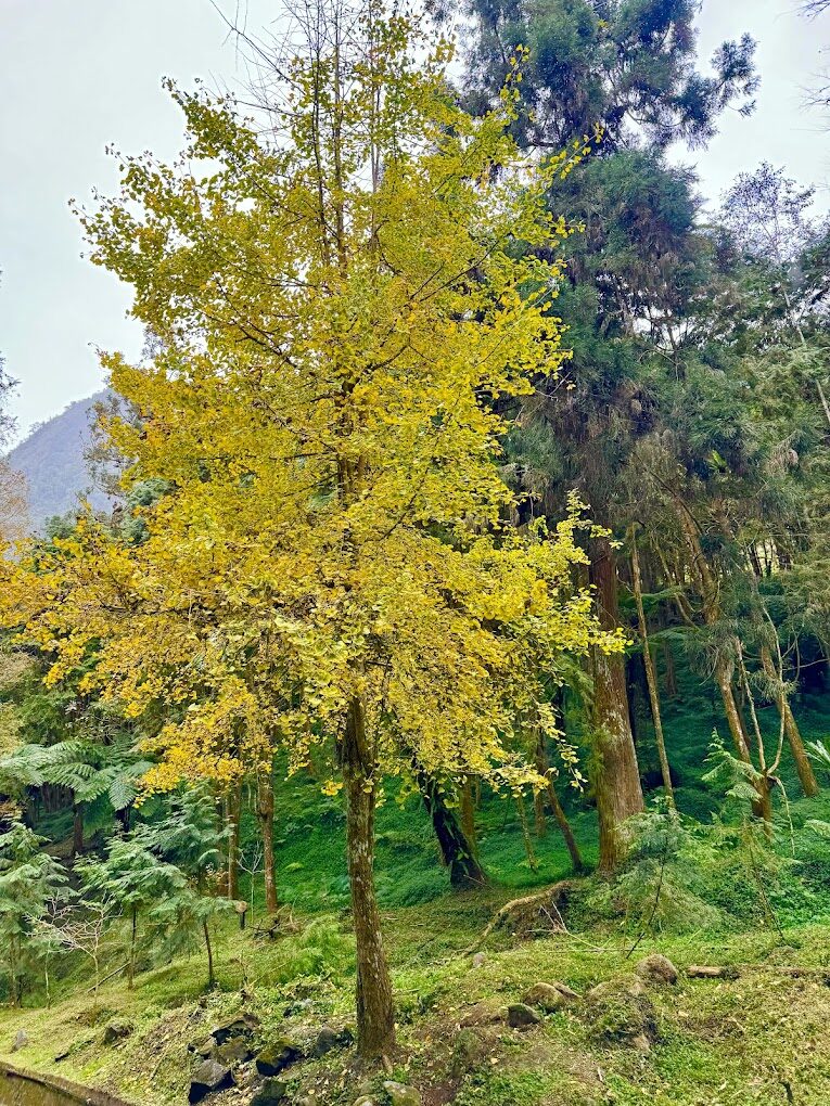 2025杉林溪必遊秘境：你絕對不能錯過的景點