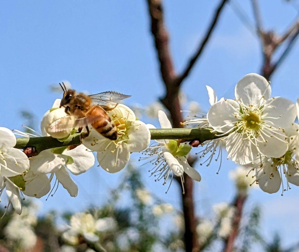 士林官邸旅遊｜不容錯過的景點