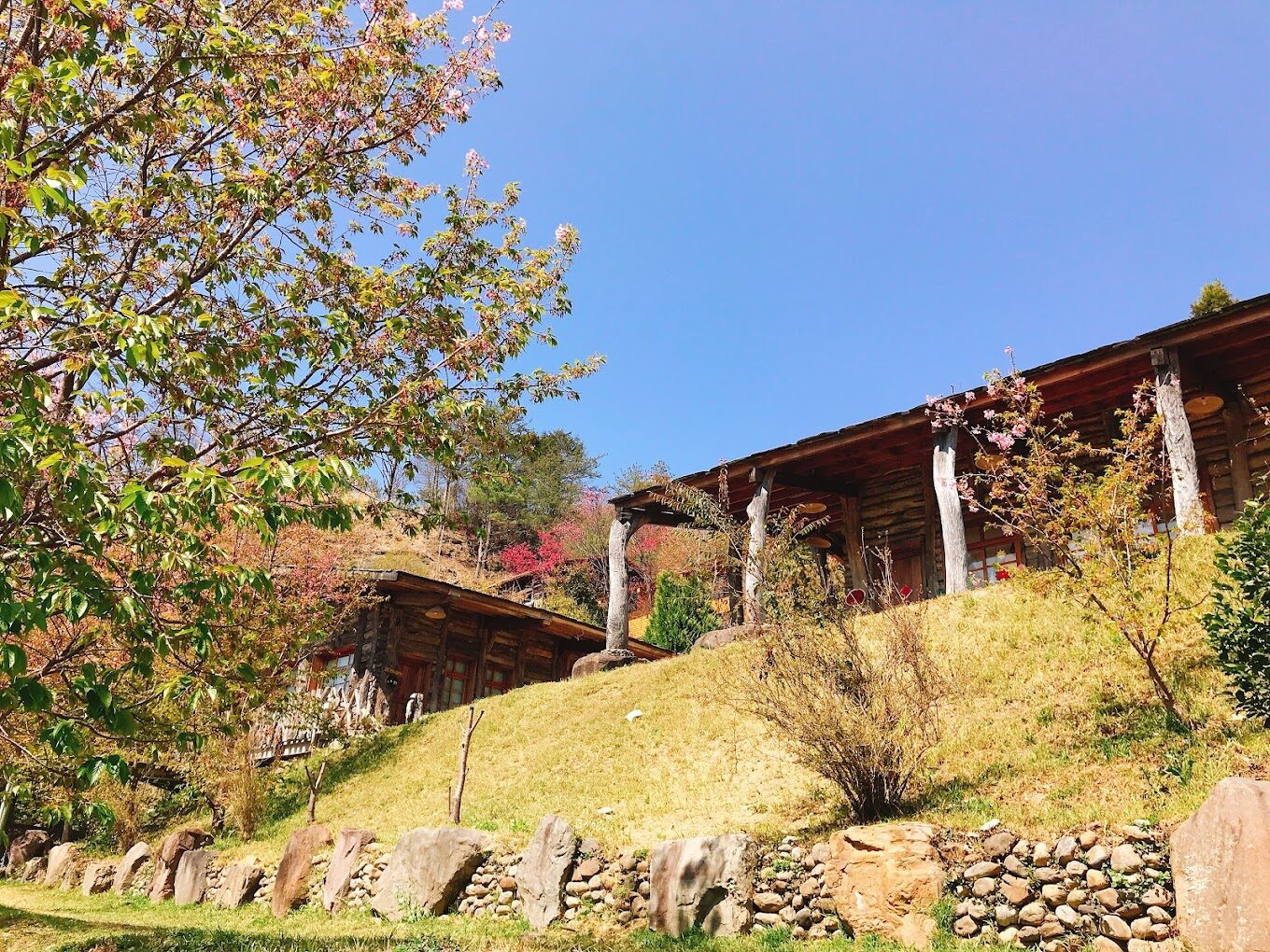 【2025最新版】司馬庫斯秘境大探索｜你不能錯過的絕美景點