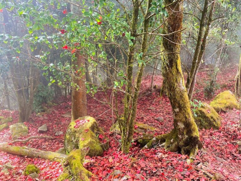 大雪山森林遊樂區必知攻略｜遊客該避開的錯誤