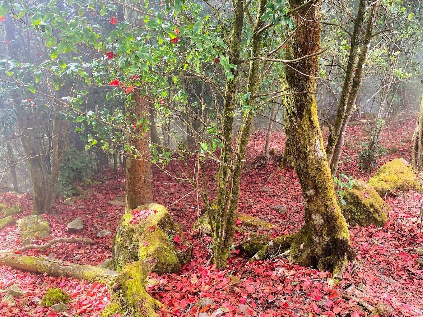 大雪山森林遊樂區必知攻略｜遊客該避開的錯誤