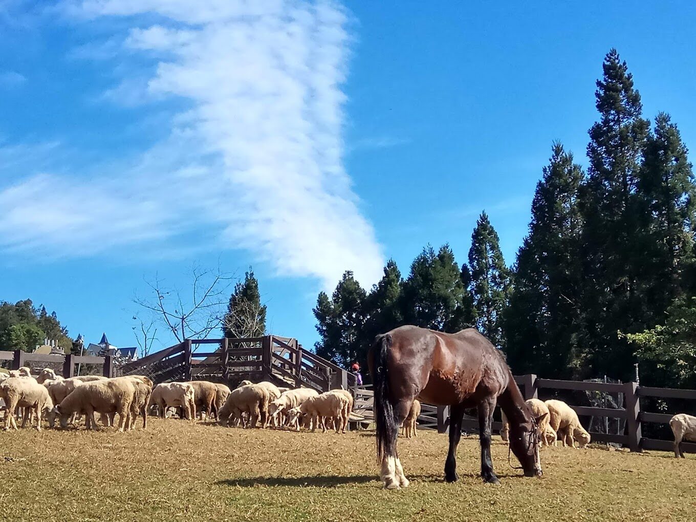 清境農場必做的事情