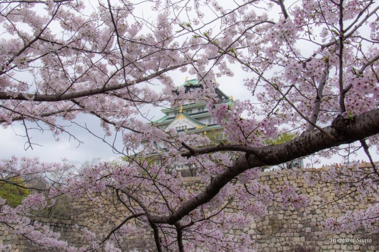 日本櫻花季節必去旅遊指南｜熱門景點與拍照秘訣