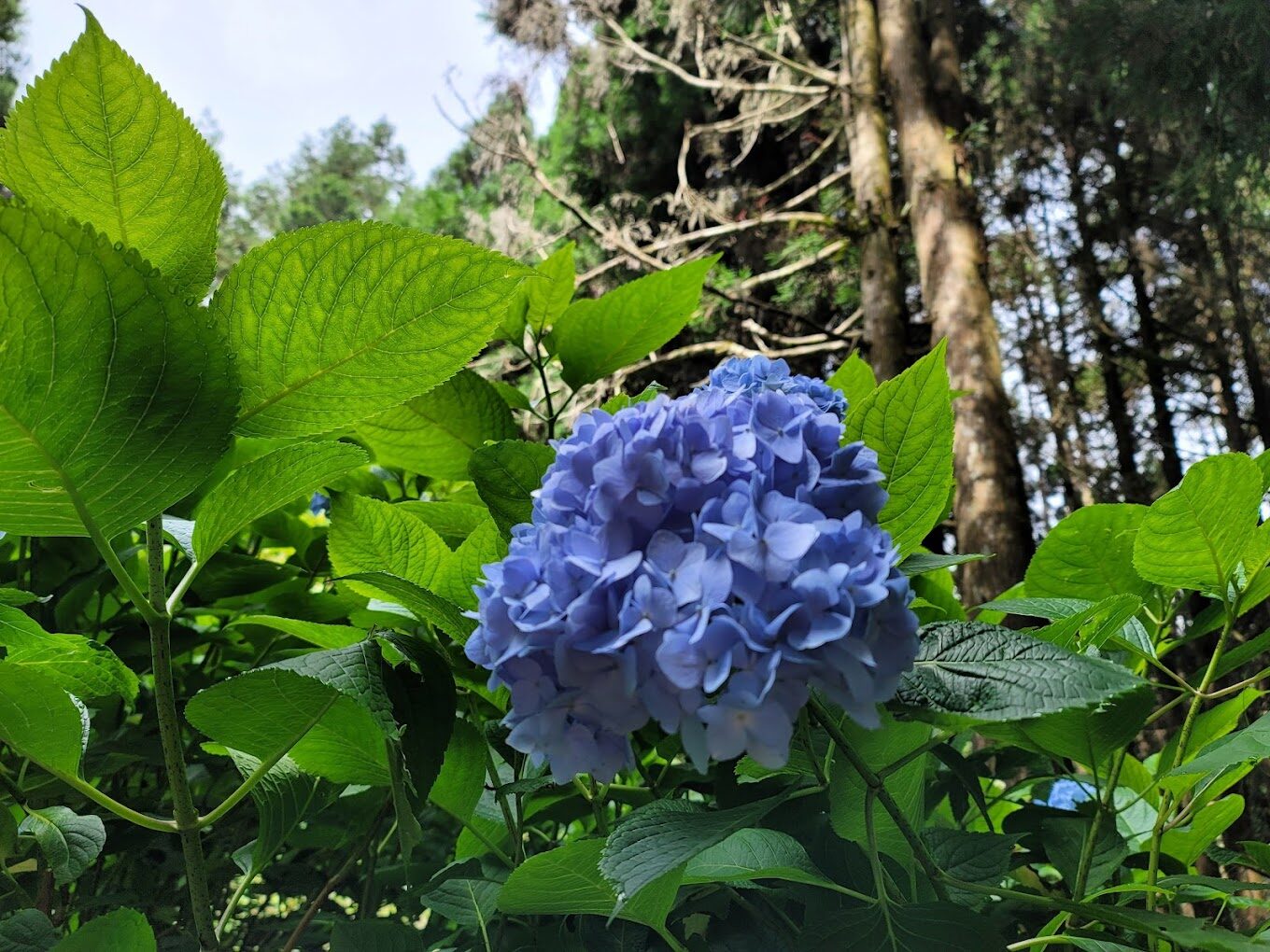 杉林溪大飯店不可錯過的秘境景點｜自然愛好者的天堂