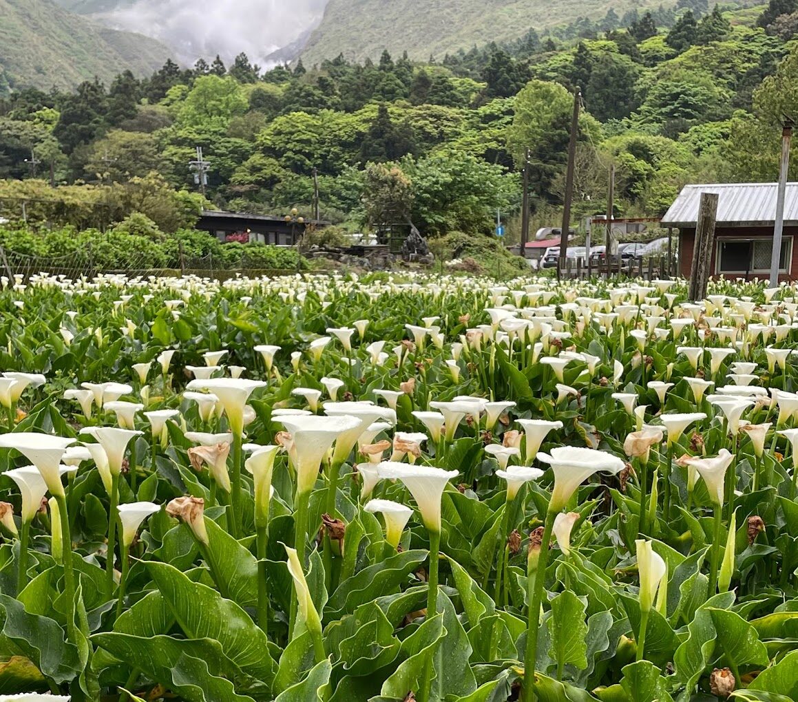 陽明山花季賞花指南：2025年必訪景點與最佳拍攝時機