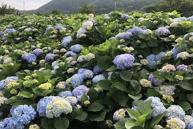 陽明山花季賞花指南：2025年必訪景點與最佳拍攝時機