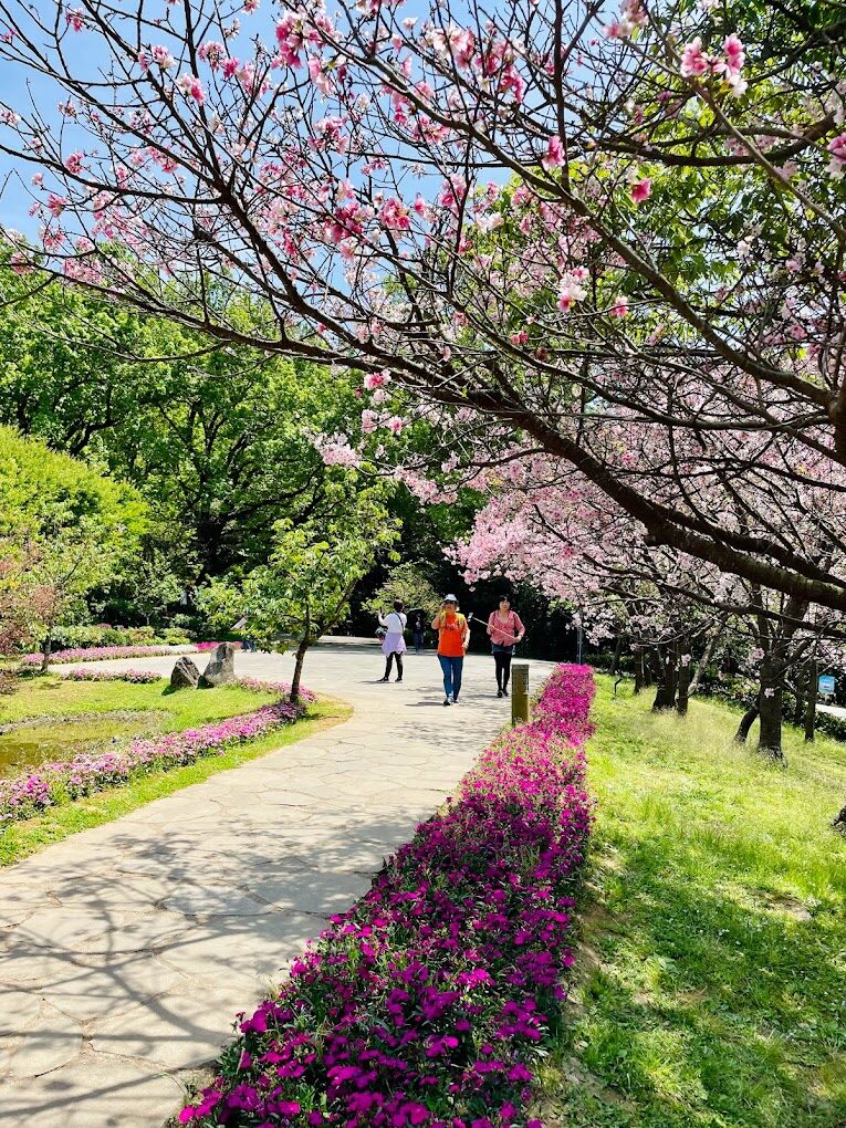 陽明山花季賞花指南：2025年必訪景點與最佳拍攝時機