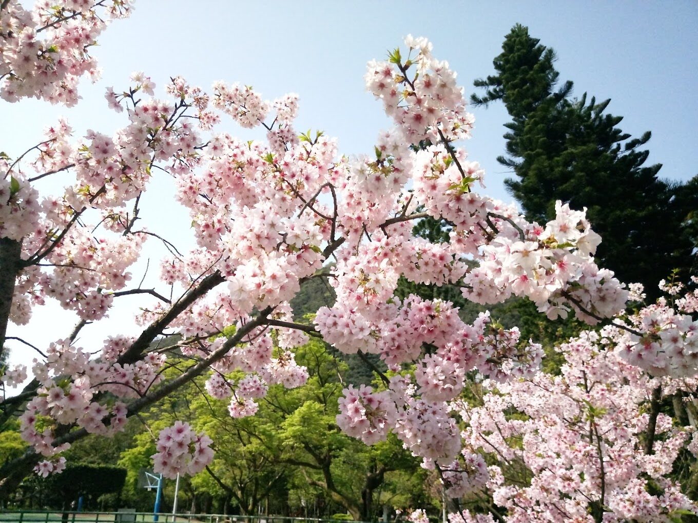 陽明山花季賞花指南：2025年必訪景點與最佳拍攝時機
