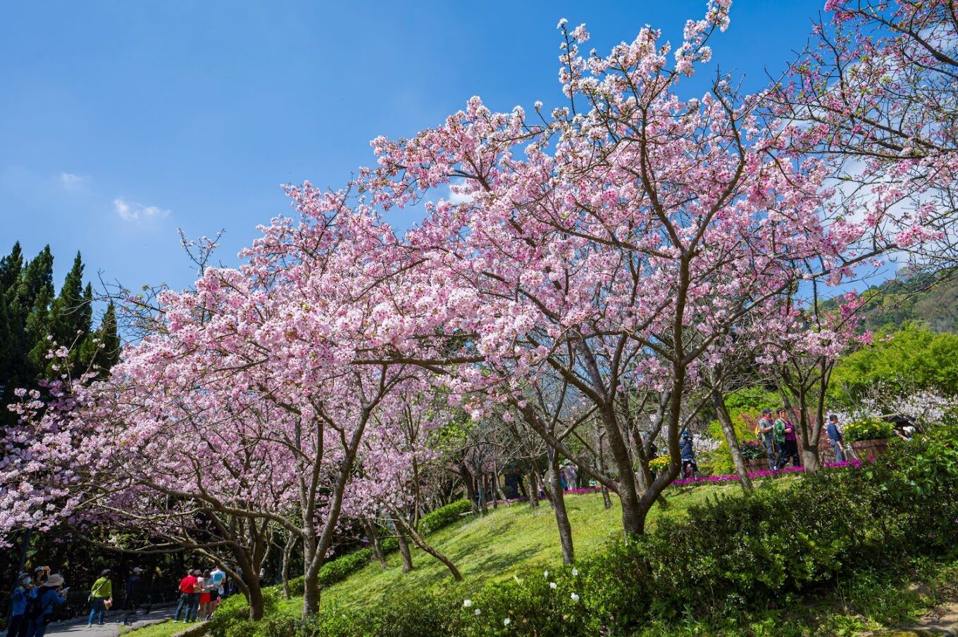 陽明山花季賞花指南：2025年必訪景點與最佳拍攝時機