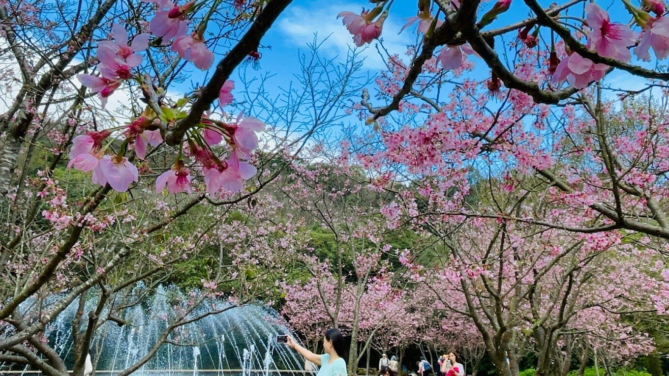 陽明山花季賞花指南：2025年必訪景點與最佳拍攝時機