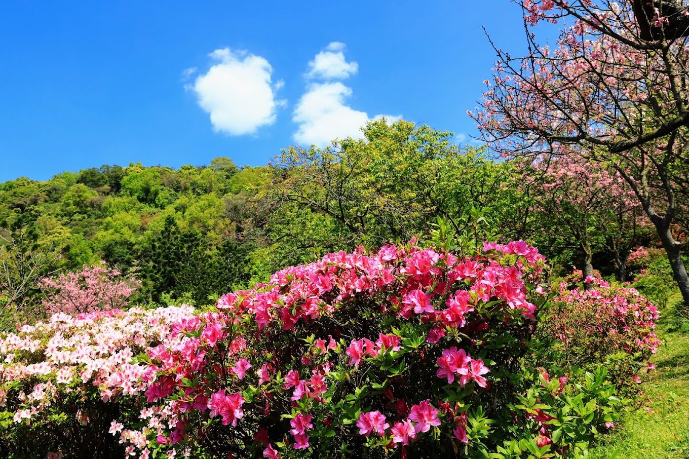 陽明山花季賞花指南：2025年必訪景點與最佳拍攝時機