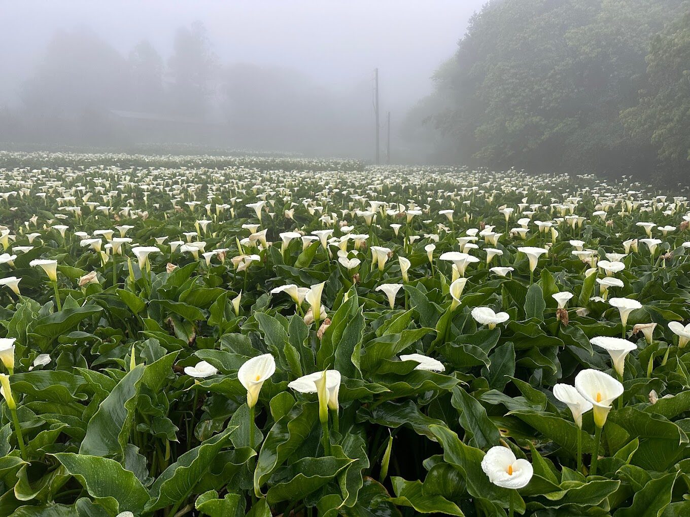 陽明山花季賞花指南：2025年必訪景點與最佳拍攝時機