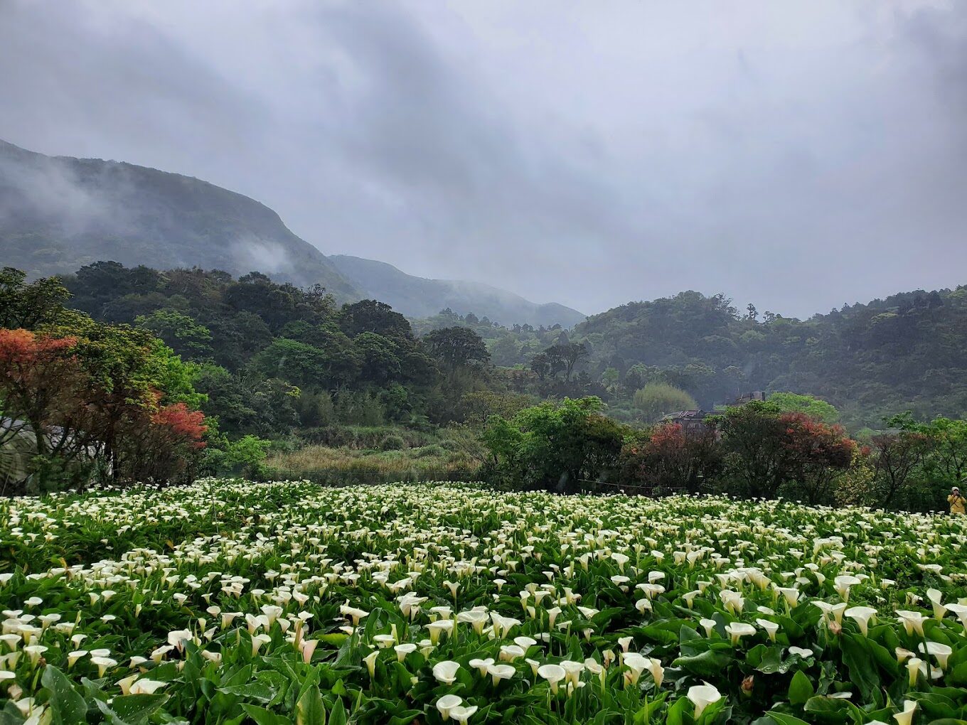 陽明山花季賞花指南：2025年必訪景點與最佳拍攝時機