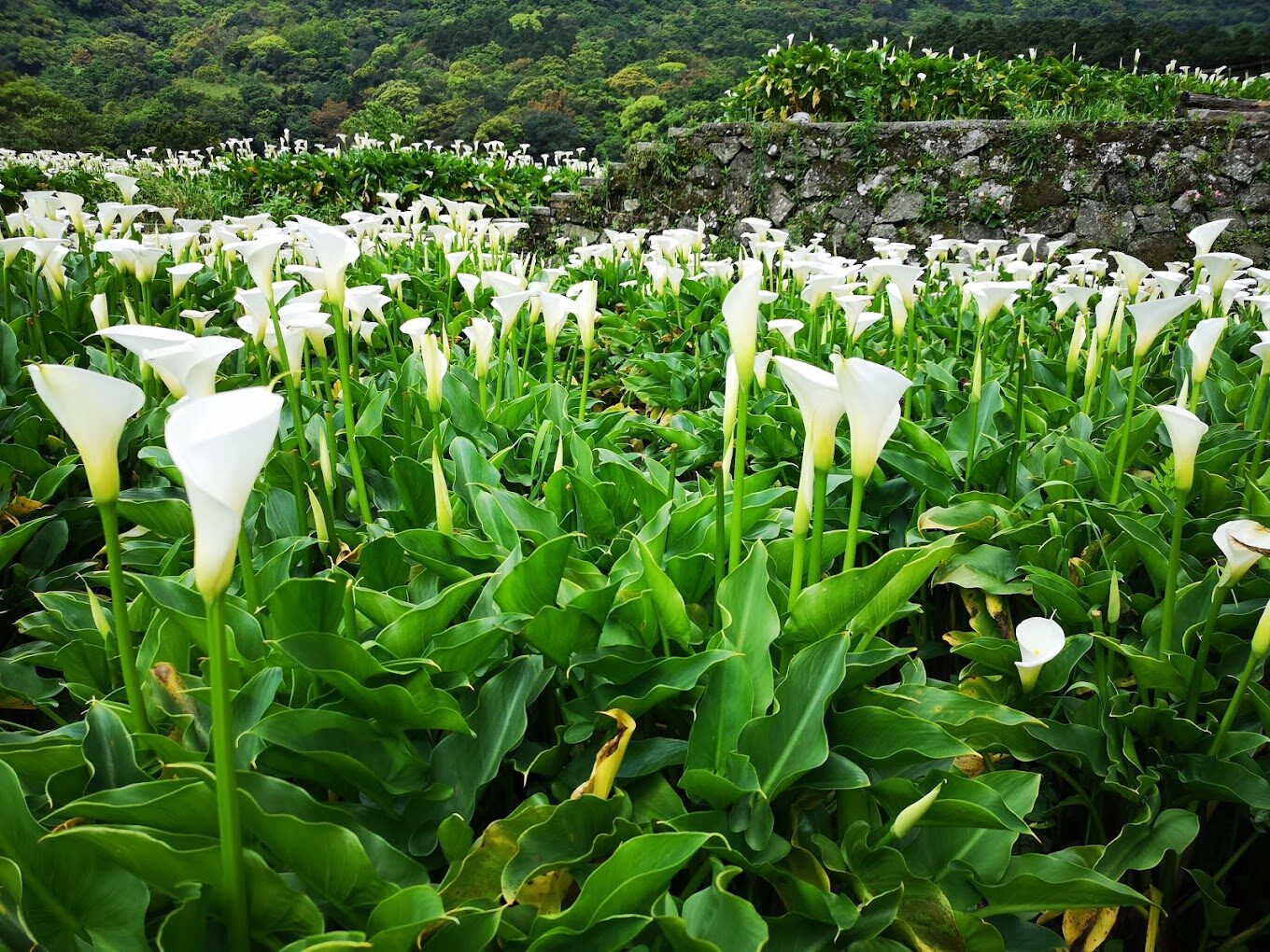 陽明山花季賞花指南：2025年必訪景點與最佳拍攝時機