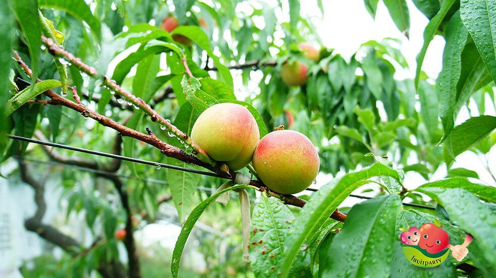梨山賓館必訪理由｜不可錯過的迷人亮點