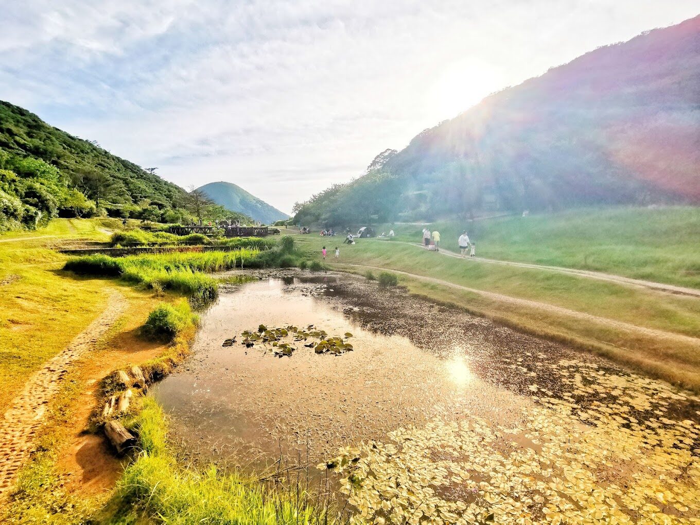 陽明山花季賞花指南：2025年必訪景點與最佳拍攝時機