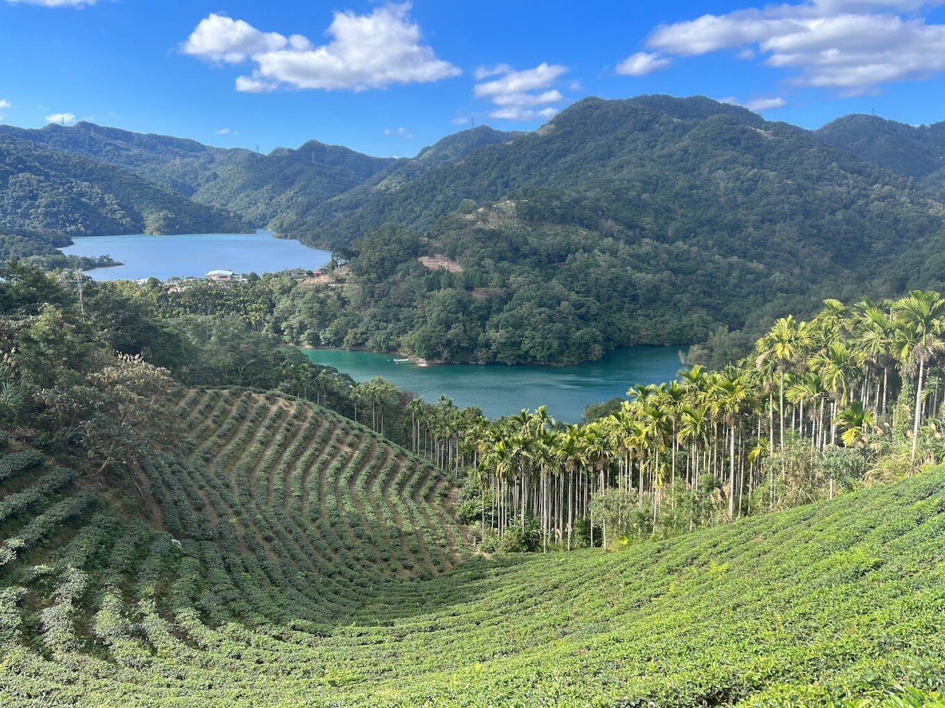八卦茶園觀景台俯瞰壯麗的綠色茶山波浪