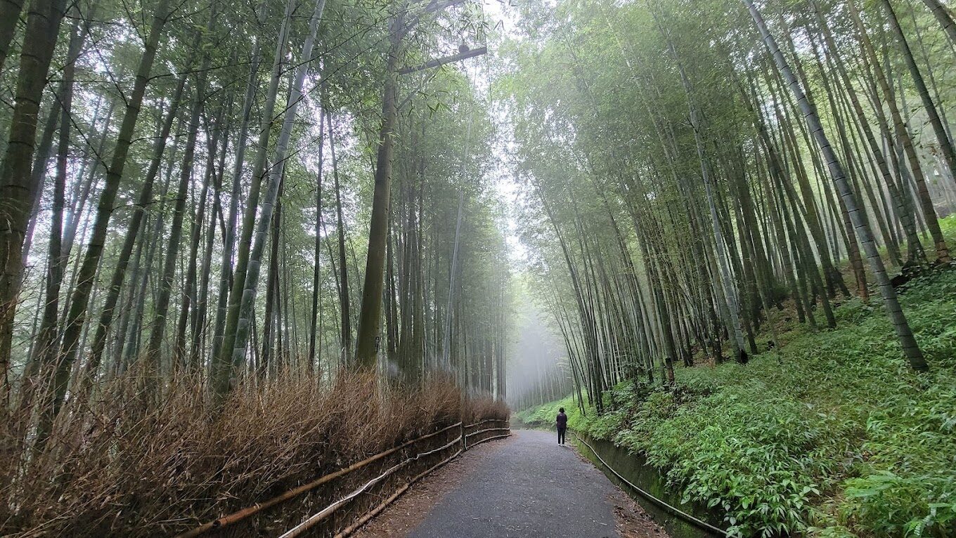 茂密翠綠的大鞍竹海步道