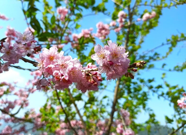 八卦茶園：必遊景點推薦